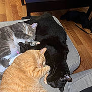 Wulf is registered to the contest to win money with this photo: cat, cats, sleeping, napping, couch, indoor, pet, fur, cozy, resting, tabby, black_cat, ginger_cat, wood_floor, furniture, domestic_animal, three_animals, close_up, animal_group, relaxation
