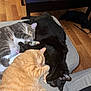cat, cats, sleeping, napping, couch, indoor, pet, fur, cozy, resting, tabby, black_cat, ginger_cat, wood_floor, furniture, domestic_animal, three_animals, close_up, animal_group, relaxation
