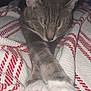 Wulf is registered to the contest to win money with this photo: cat, sleeping, gray_tabby, white_paws, blanket, striped_blanket, cozy, relaxed, indoor, pet, animal, fur, whiskers, ears, close_up, soft_lighting, resting, cute, domestic_cat, nap