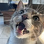 Wulf is registered to the contest to win money with this photo: cat, close_up, mouth_open, whiskers, teeth, indoor, blurred_background, window, furniture, tile_floor, video_call, person, face, hand, curious, pet, animal, domestic, portrait, expression