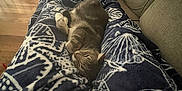 Wulf is registered to the contest to win money with this photo: cat, tabby_cat, blanket, couch, indoor, wooden_floor, cardboard_box, relaxed, sleeping_cat, home, furniture, pet, cozy, resting, soft_texture, patterned_blanket, legs, living_room, domestic_animal, comfort