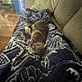 cat, tabby_cat, blanket, couch, indoor, wooden_floor, cardboard_box, relaxed, sleeping_cat, home, furniture, pet, cozy, resting, soft_texture, patterned_blanket, legs, living_room, domestic_animal, comfort