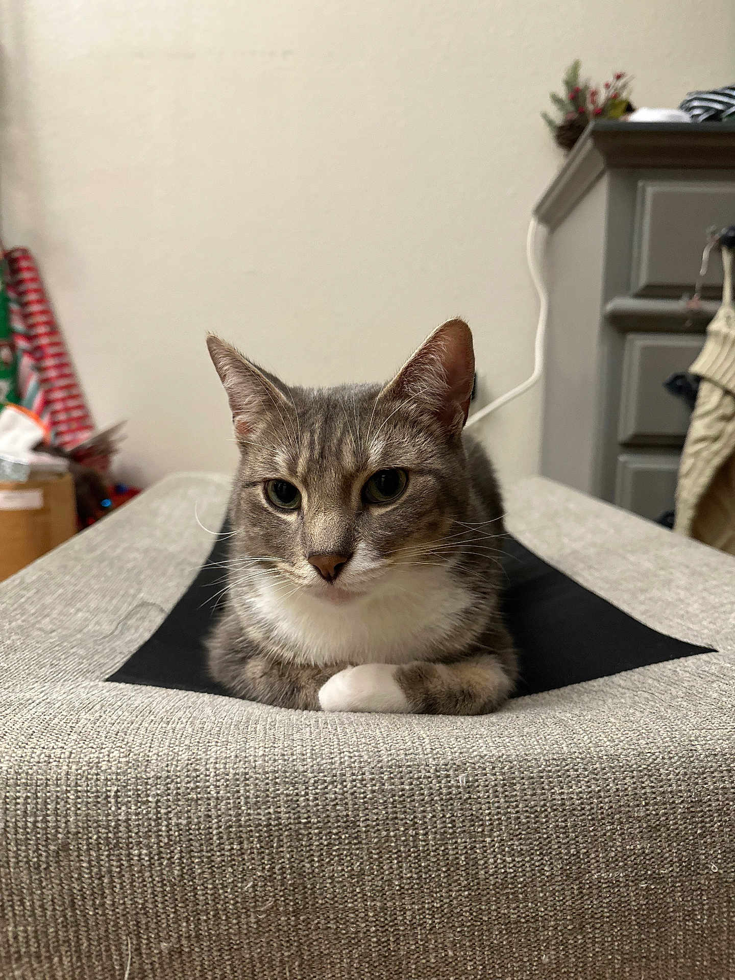 Wulf joined the competition — help win amazing prizes! cat, tabby, white_paws, feline, indoor, furniture, dresser, gray_surface, black_cloth, pet, animal, whiskers, ears, face, eyes, resting, cozy, home, curious, calm
