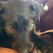 Akyra participe au concours pour gagner de l'argent avec cette photo : puppy, dog, black_dog, close_up, hand, bite, pet, animal, fur, nose, paw, cozy, blanket, indoor, cute, young_dog, affection, soft_light, brown, domestic_animal