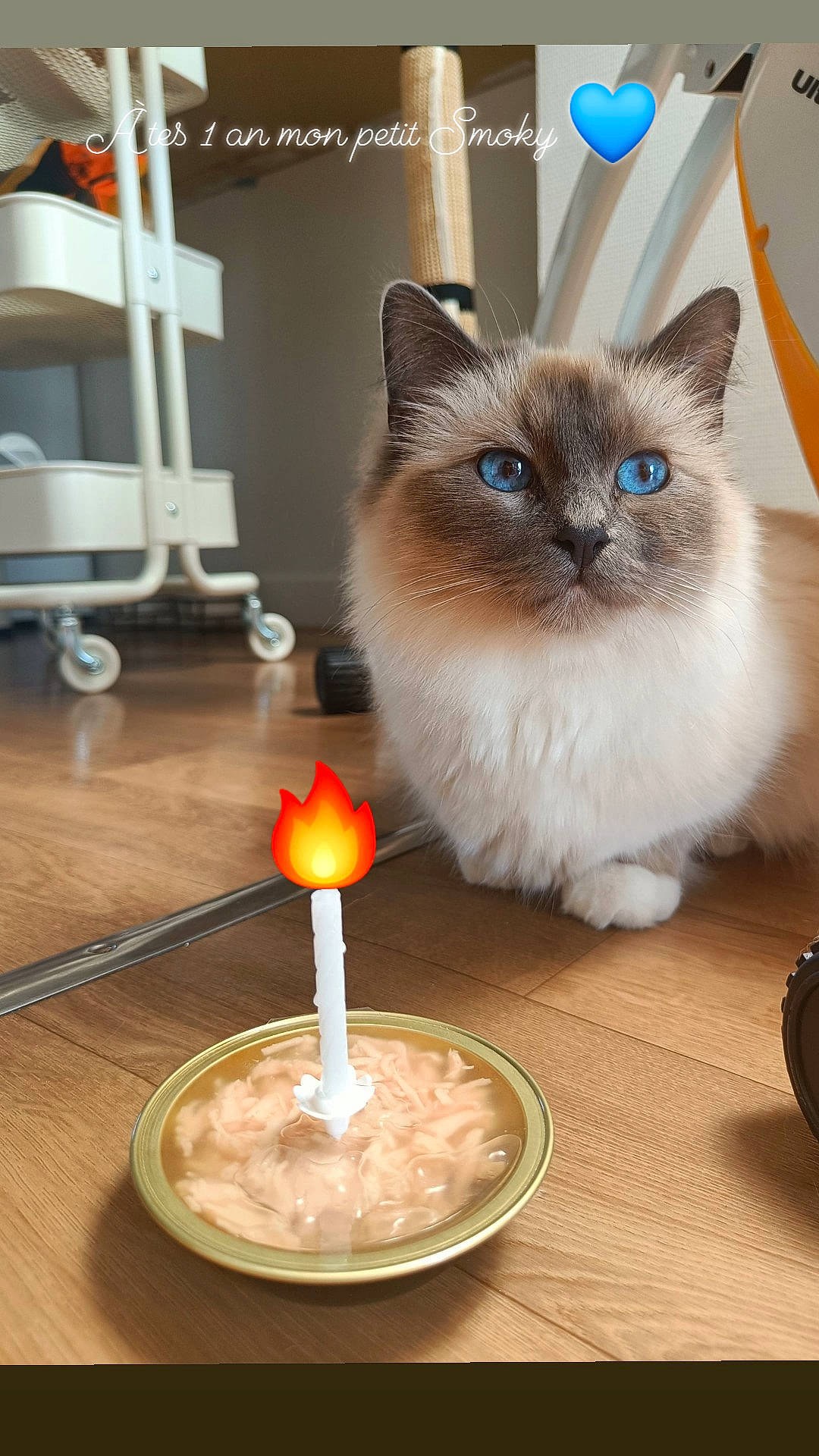 Smoky a rejoint le concours — aidez-le/la à gagner de superbes lots ! birman, blue, carnivore, cat, cone, event, fawn, felidae, flooring, fur, machine, siamese, small_to_medium_sized_cats, snout, table, tableware, tail, thai, whiskers