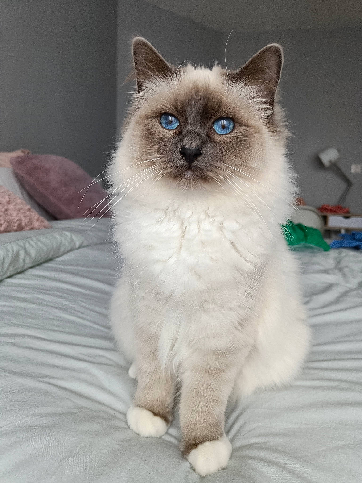 Smoky participe au concours pour gagner de l'argent avec cette photo : balinese, birman, carnivore, cat, claw, comfort, electric_blue, fawn, felidae, fur, iris, ragdoll, siamese, sitting, small_to_medium_sized_cats, snout, tail, terrestrial_animal, thai, whiskers