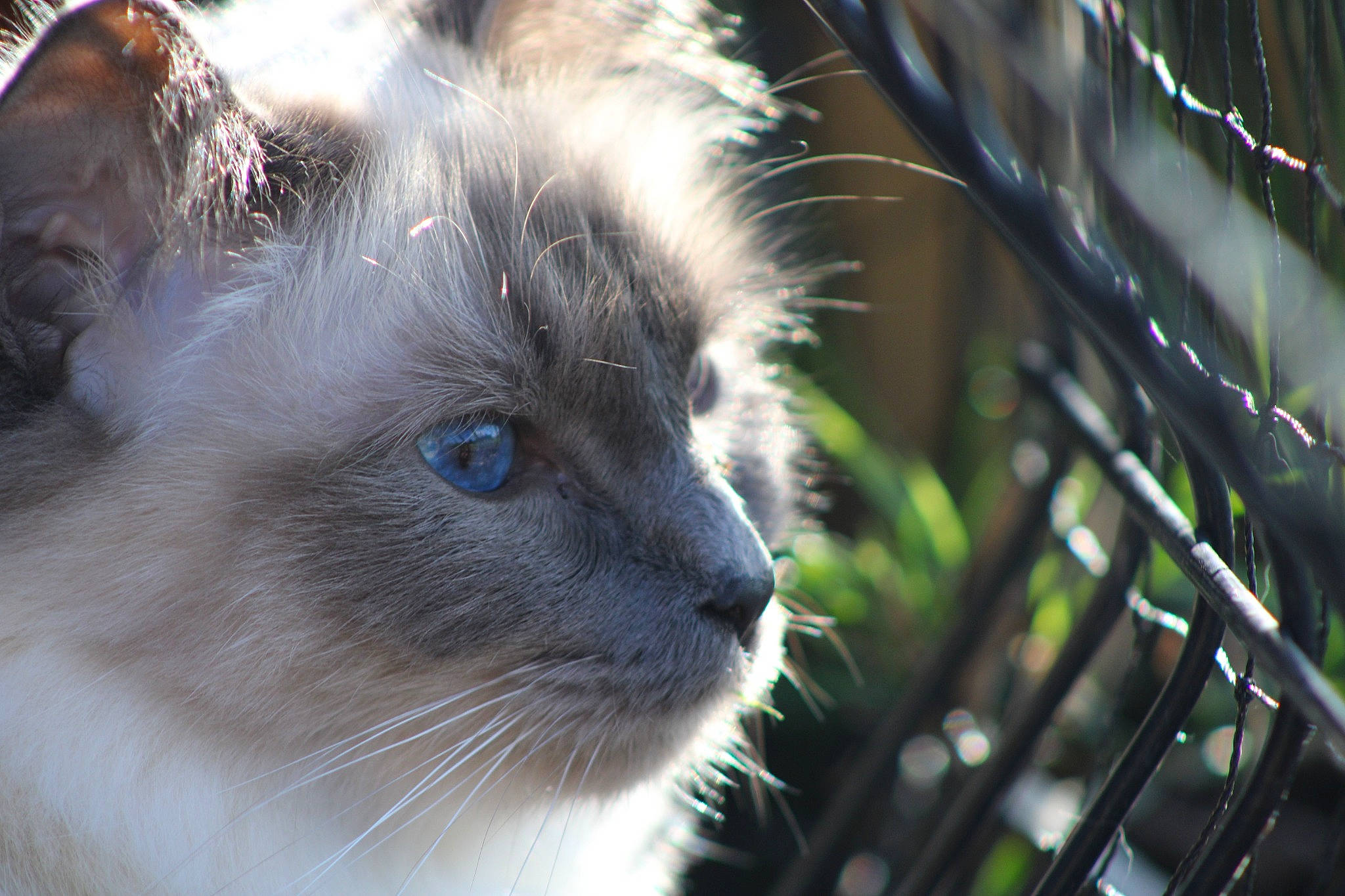 Smoky a rejoint le concours — aidez-le/la à gagner de superbes lots ! balinese, birman, carnivore, cat, eye, fawn, felidae, fur, grass, small_to_medium_sized_cats, snout, terrestrial_animal, terrestrial_plant, twig, whiskers, wildlife