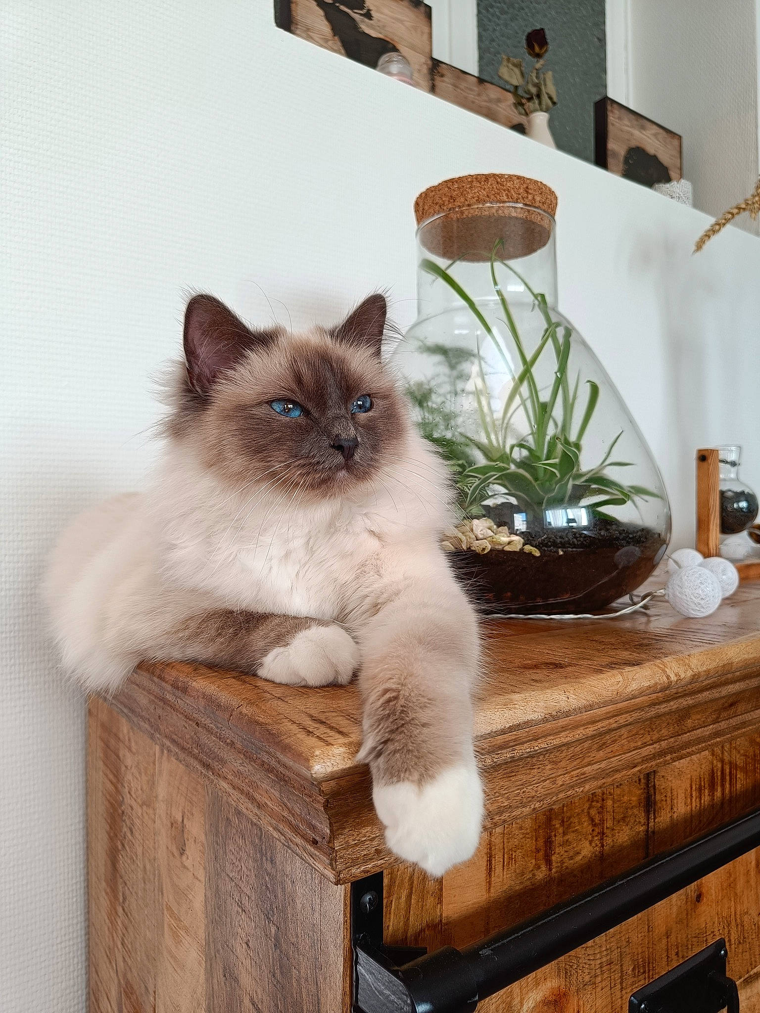 Smoky a rejoint le concours — aidez-le/la à gagner de superbes lots ! birman, carnivore, cat, comfort, domestic_short_haired_cat, fawn, felidae, flooring, flowerpot, fur, hardwood, houseplant, plant, siamese, small_to_medium_sized_cats, tail, thai, whiskers, window, wood