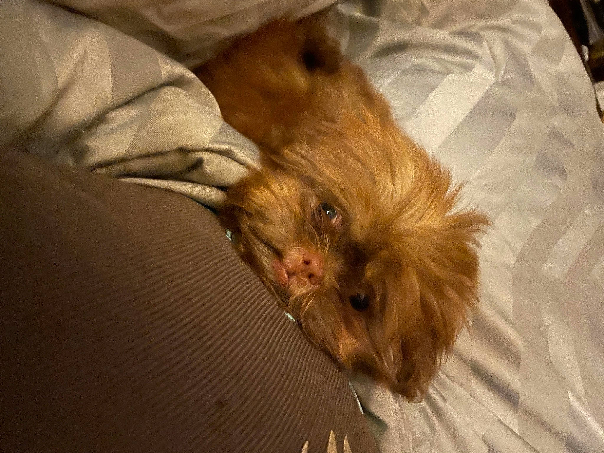 Mocha joined the competition — help win amazing prizes! bed, carnivore, comfort, companion_dog, corgi_chihuahua, dog, dog_breed, fur, hardwood, liver, maltepoo, non_sporting_group, small_terrier, sporting_group, terrier, toy_dog, working_animal, yorkipoo