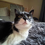 Masu joined the competition — help win amazing prizes! cat, tuxedo_cat, whiskers, green_eyes, pet, feline, fur, indoor, blanket, cozy, curious, closeup, animal, mammal, resting, household, soft_texture, bedroom, domestic, cute