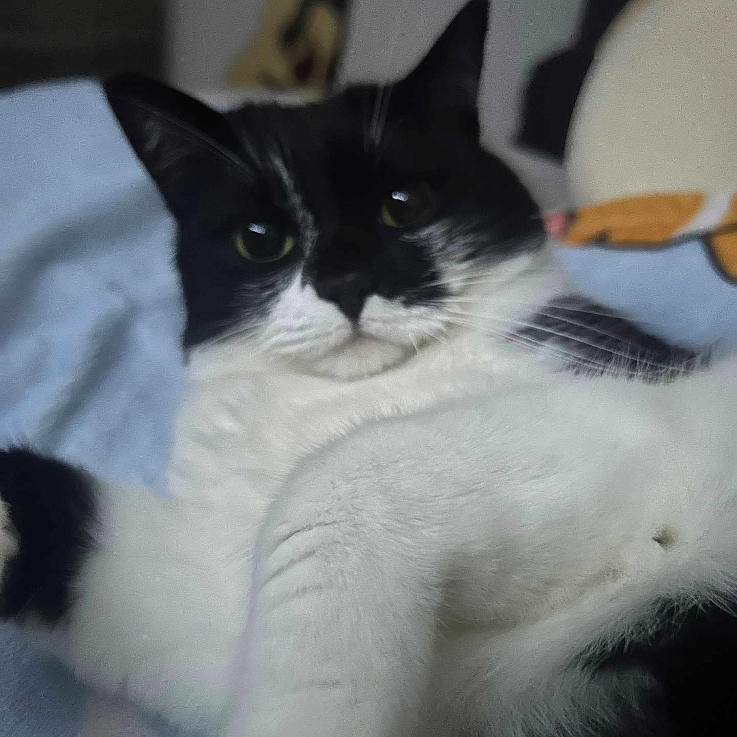 Masu is registered to the contest to win money with this photo: animal, black_and_white, blurred_background, cat, close_up, cozy, cute, domestic, feline, fur, guitar, household, indoor, laying_down, paw, pet, portrait, relaxed, soft, whiskers