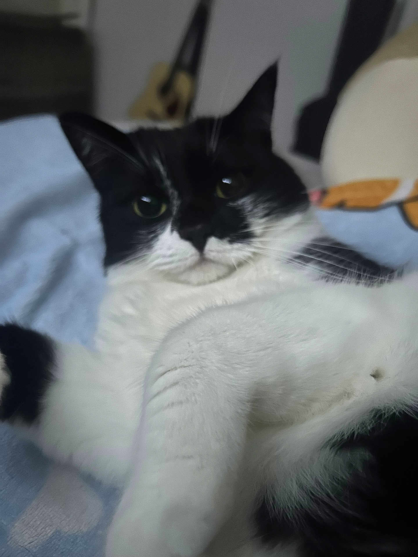 Masu is registered to the contest to win money with this photo: cat, black_and_white, pet, feline, fur, whiskers, indoor, relaxed, laying_down, close_up, animal, soft, cute, cozy, household, domestic, portrait, paw, blurred_background, guitar