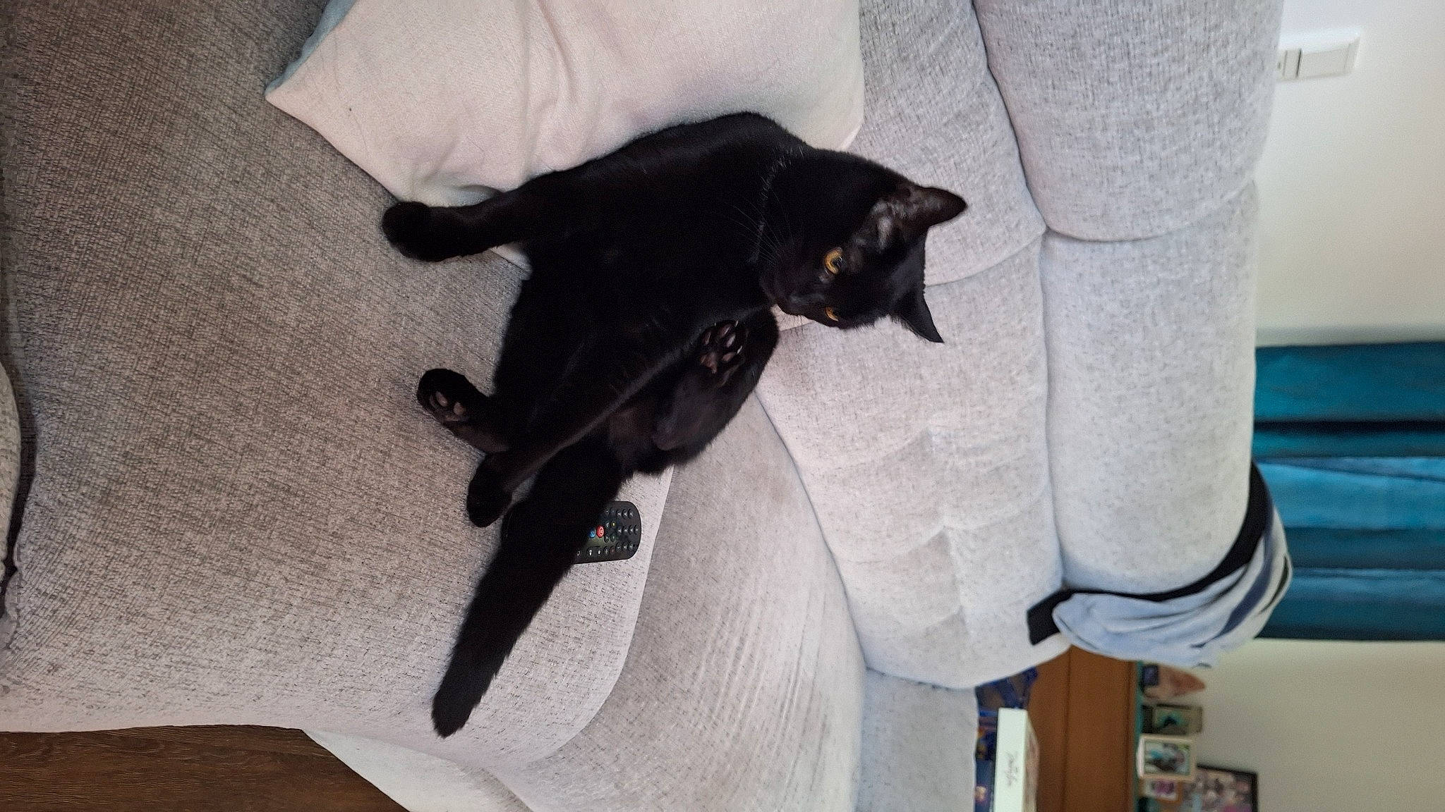 Binks joined the competition — help win amazing prizes! black_cat, canidae, carnivore, comfort, companion_dog, dog, dog_breed, felidae, flooring, fur, grey, guard_dog, linens, small_to_medium_sized_cats, snout, sporting_group, tail, toy_dog, whiskers, working_animal