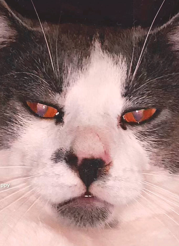 Smokey is registered to the contest to win money with this photo: art, carnivore, cat, domestic_short_haired_cat, felidae, fur, iris, small_to_medium_sized_cats, snout, terrestrial_animal, whiskers