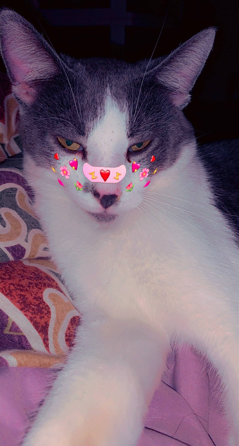 Smokey is registered to the contest to win money with this photo: carnivore, cat, domestic_short_haired_cat, ear, eye, felidae, fur, grey, head, human_body, iris, nose, paw, pink, plant, small_to_medium_sized_cats, snout, tail, whiskers, window