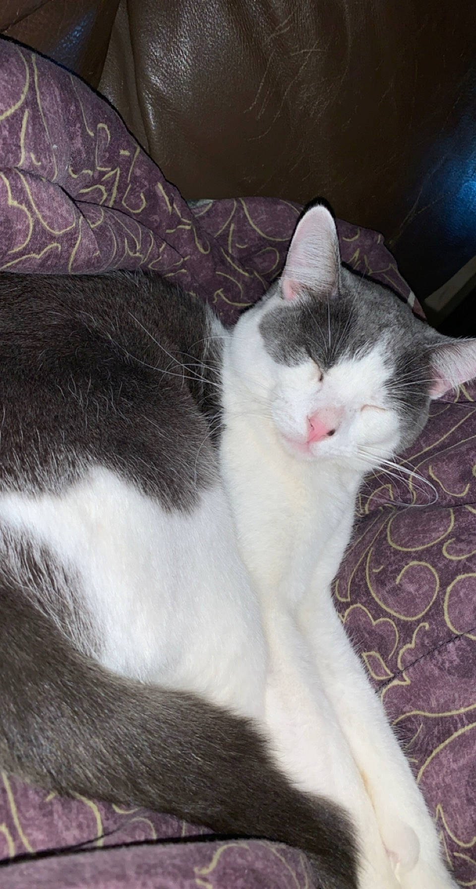 Jasper is registered to the contest to win money with this photo: carnivore, cat, cloud, comfort, domestic_short_haired_cat, felidae, fur, grey, monochrome_photography, paw, sky, small_to_medium_sized_cats, snout, tail, tree, whiskers