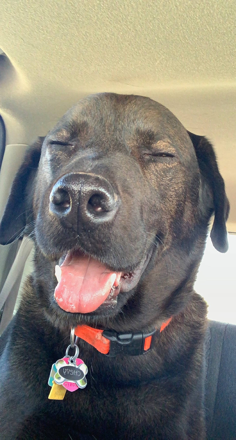 Chevy joined the competition — help win amazing prizes! canidae, carnivore, collar, companion_dog, dog, dog_breed, dog_collar, fashion_accessory, fawn, fur, hat, leash, liver, personal_protective_equipment, pet_supply, retriever, snout, sporting_group, whiskers, working_animal