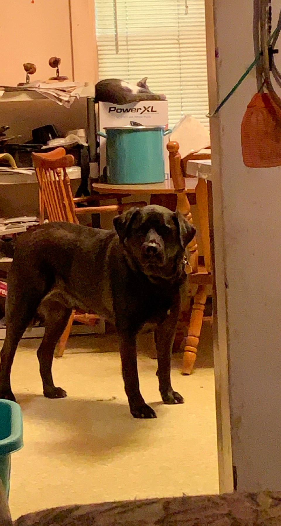 Chevy joined the competition — help win amazing prizes! art, borador, companion_dog, dog, dog_breed, fawn, floor, flooring, fur, guard_dog, hardwood, liver, retriever, room, sculpture, snout, tail, terrestrial_animal, wood, working_animal