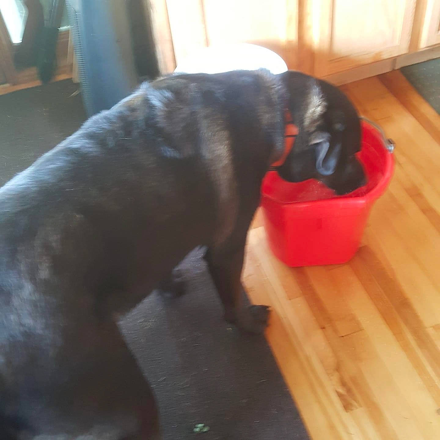 Chevy joined the competition — help win amazing prizes! carnivore, collar, companion_dog, dog, dog_breed, dog_collar, dog_supply, door_mat, fawn, floor, flooring, hardwood, laminate_flooring, sporting_group, tail, varnish, wood, wood_flooring, wood_stain, working_animal