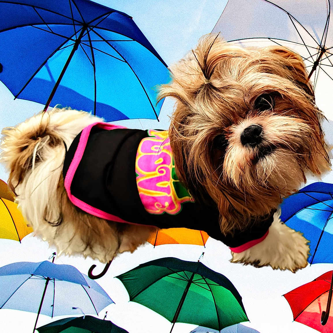 Mia Saen joined the competition — help win amazing prizes! canidae, carnivore, companion_dog, dog, dog_breed, dog_clothes, dog_supply, eyewear, fashion_accessory, fawn, fur, liver, pet_supply, sky, small_terrier, snout, sporting_group, toy_dog, umbrella, working_animal