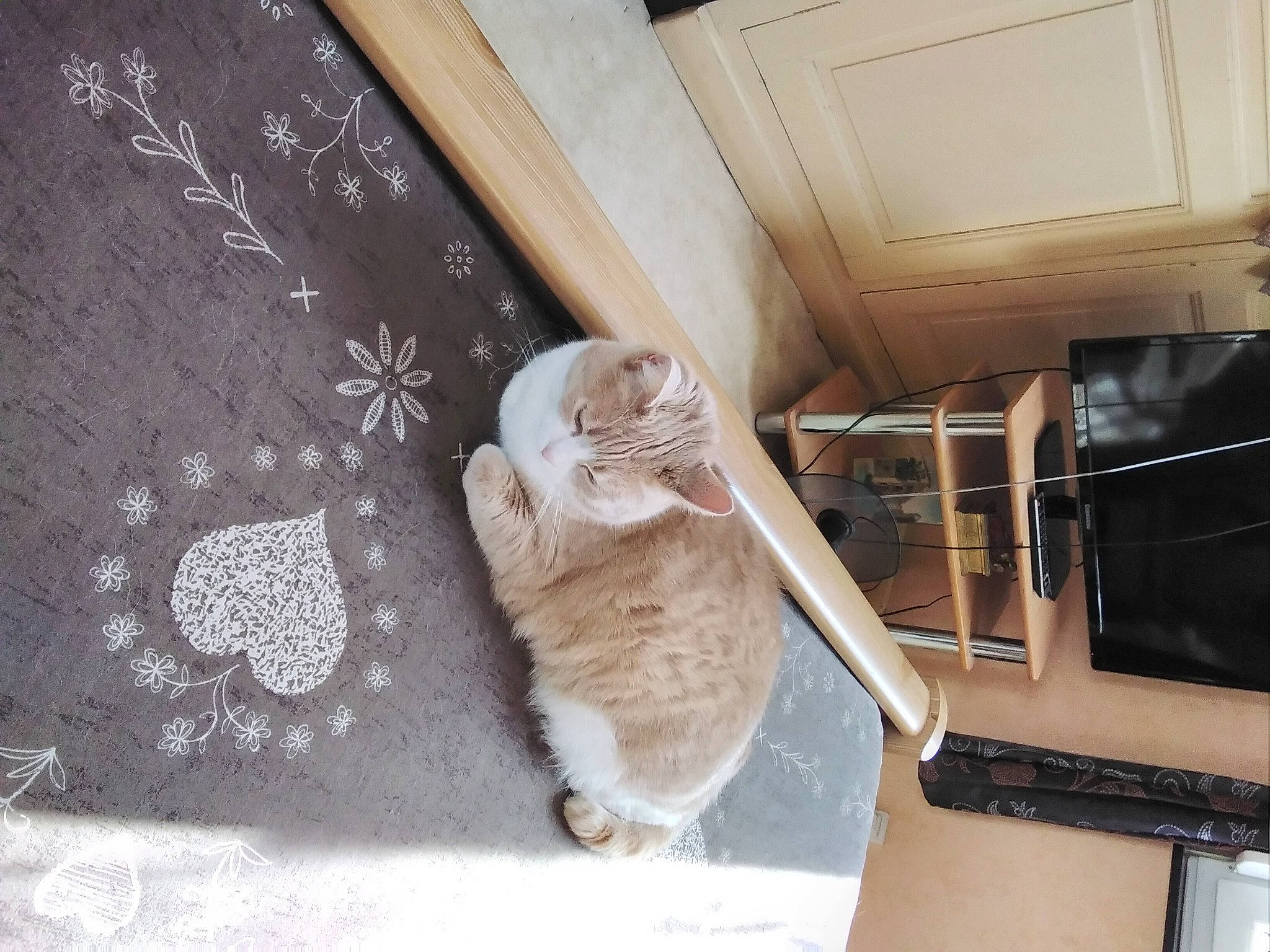 Nougatine a rejoint le concours — aidez-le/la à gagner de superbes lots ! cat, ceiling, comfort, fawn, felidae, flooring, fur, hardwood, house, plant, plywood, room, small_to_medium_sized_cats, stairs, tail, vehicle, vehicle_door, whiskers, window, wood