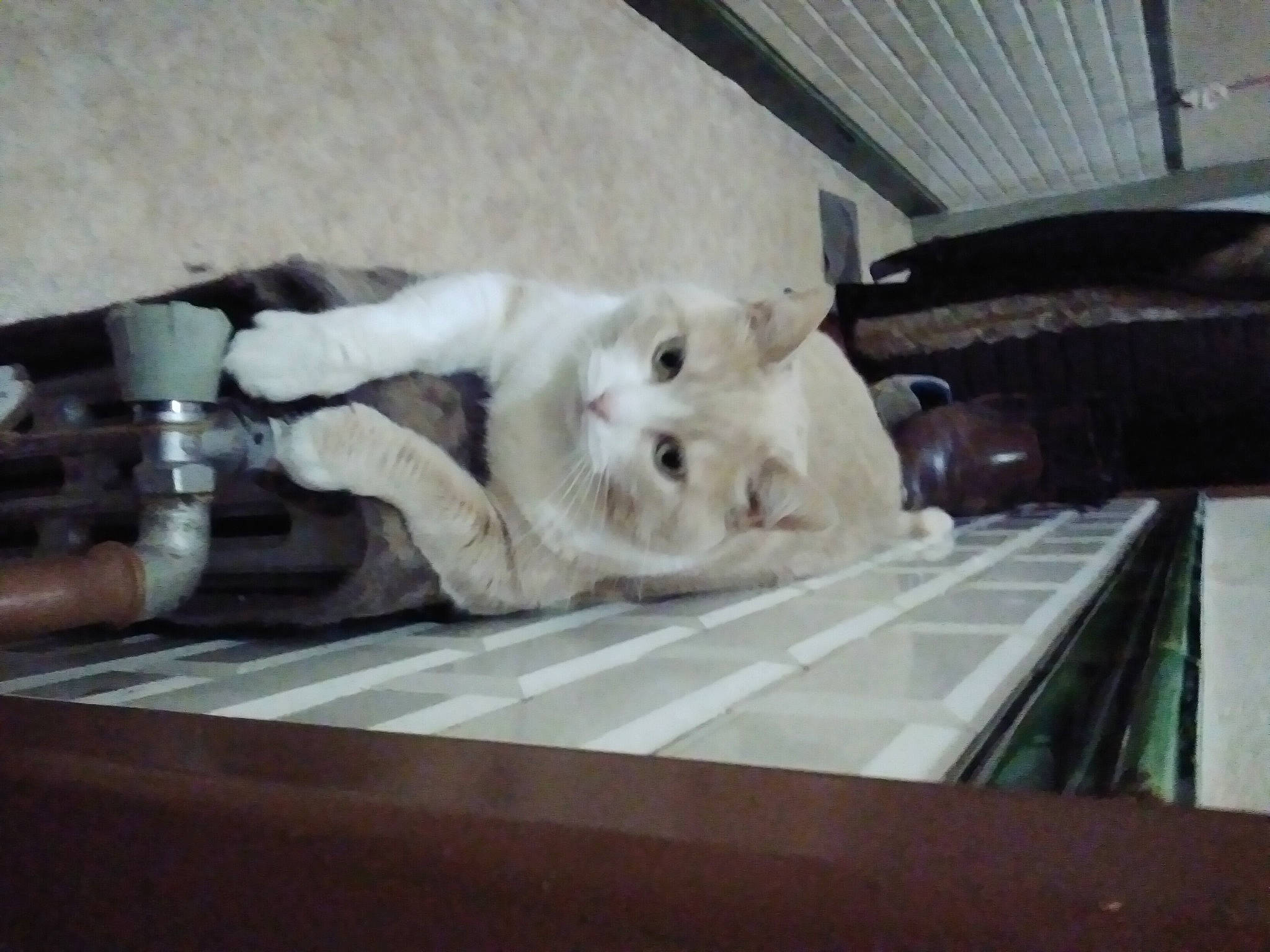 Nougatine participe au concours pour gagner de l'argent avec cette photo : canidae, carnivore, comfort, companion_dog, dog, dog_breed, fawn, felidae, fur, mammal, non_sporting_group, paw, puppy, small_to_medium_sized_cats, sporting_group, whiskers, wood