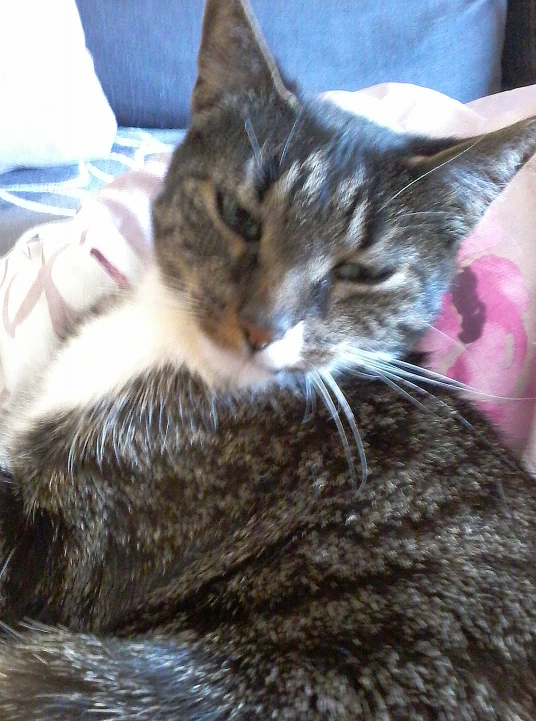 Canaille participe au concours pour gagner de l'argent avec cette photo : aegean_cat, american_wirehair, asian, carnivore, cat, domestic_short_haired_cat, dragon_li, european_shorthair, felidae, fur, kitten, nap, small_to_medium_sized_cats, tabby_cat, whiskers