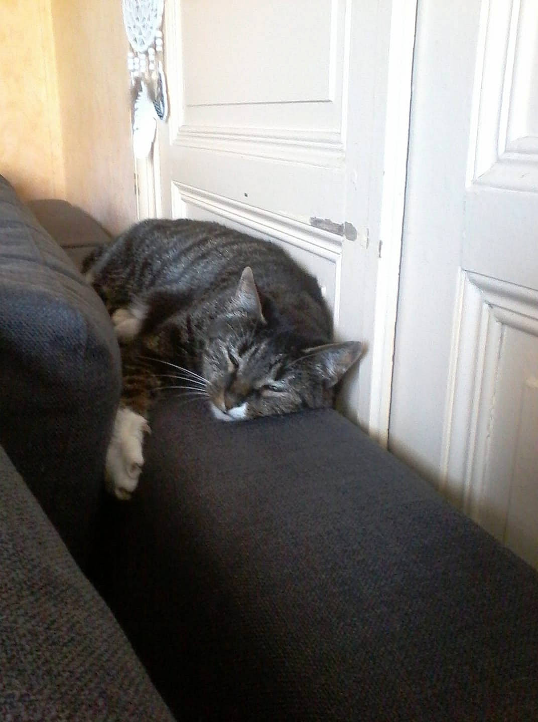 Canaille participe au concours pour gagner de l'argent avec cette photo : carnivore, cat, comfort, domestic_short_haired_cat, european_shorthair, felidae, floor, flooring, fur, hardwood, kitten, room, small_to_medium_sized_cats, tail, whiskers