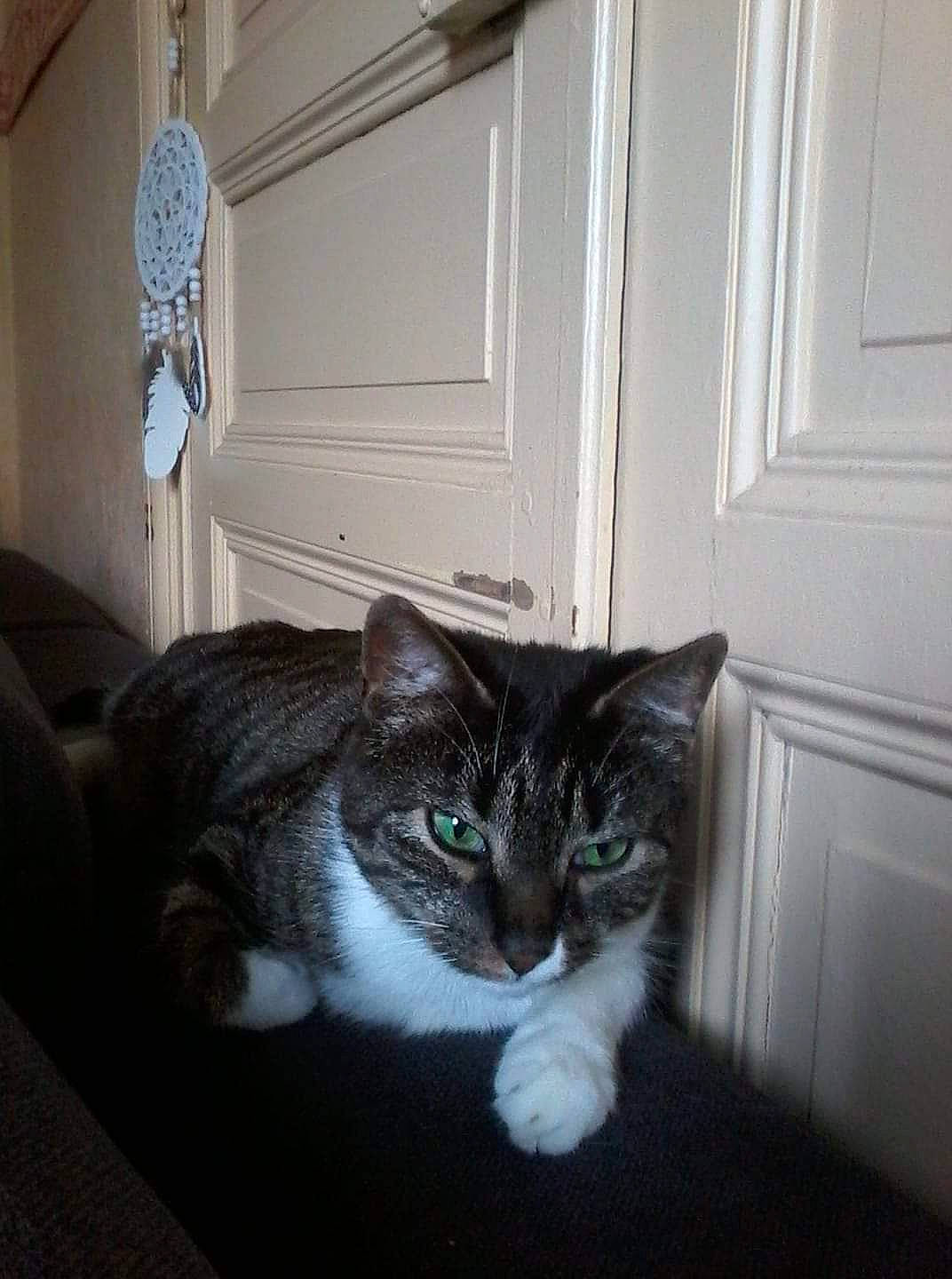 Canaille a rejoint le concours — aidez-le/la à gagner de superbes lots ! carnivore, cat, domestic_short_haired_cat, ear, european_shorthair, eye, felidae, floor, fur, home, house, iris, kitten, mammal, polydactyl_cat, small_to_medium_sized_cats, tabby_cat, tail, whiskers, window