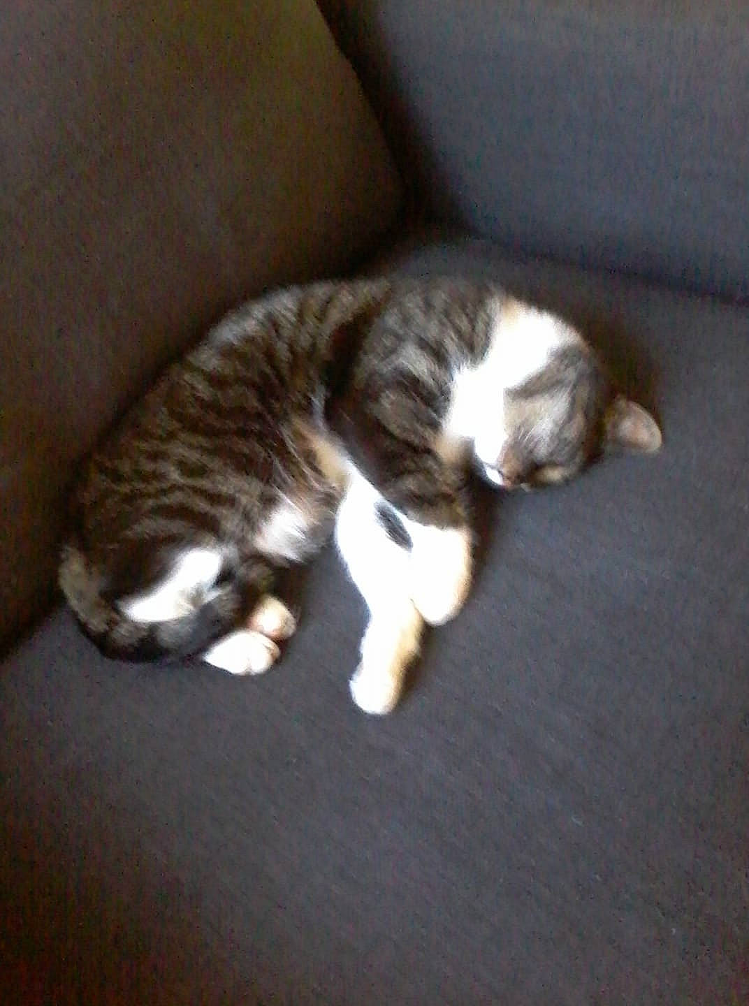 Canaille participe au concours pour gagner de l'argent avec cette photo : canidae, carnivore, cat, dog_breed, domestic_short_haired_cat, european_shorthair, fawn, felidae, kitten, mammal, small_to_medium_sized_cats, tail, vertebrate, whiskers