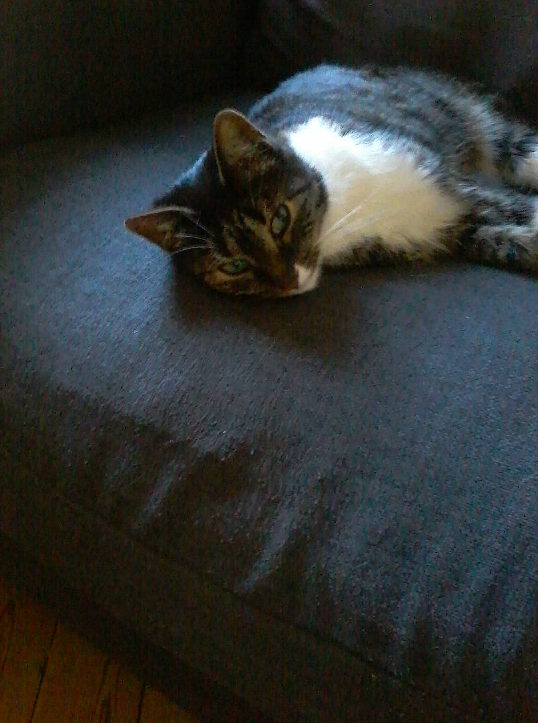 Canaille a rejoint le concours — aidez-le/la à gagner de superbes lots ! aegean_cat, asian, carnivore, cat, domestic_short_haired_cat, dragon_li, european_shorthair, felidae, fur, kitten, mammal, polydactyl_cat, small_to_medium_sized_cats, tail, whiskers, wood