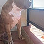 dog, pet, canine, balcony, tile_floor, sunlight, shadow, railing, outdoor, brown, white, short_hair, sitting, side_view, quiet, calm, domestic_animal, daylight, window, looking_out