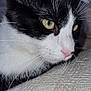Boli a rejoint le concours — aidez-le/la à gagner de superbes lots ! animal, black_and_white, cat, close_up, curious, ears, fabric, face, fur, green_eyes, indoor, muzzle, pet, pink_nose, portrait, quiet, resting, soft_lighting, texture, whiskers