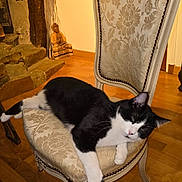 Boli a rejoint le concours — aidez-le/la à gagner de superbes lots ! animal, black_and_white_cat, buddha_statue, cat, chair, comfort, cozy, decor, domestic, floral_upholstery, furniture, home, indoor, ornate, pet, relaxing, resting, stone_steps, vintage_chair, wooden_floor