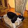 animal, black_and_white_cat, buddha_statue, cat, chair, comfort, cozy, decor, domestic, floral_upholstery, furniture, home, indoor, ornate, pet, relaxing, resting, stone_steps, vintage_chair, wooden_floor