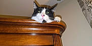 Boli participe au concours pour gagner de l'argent avec cette photo : animal, black_and_white, cat, close_up, curious, cute, domestic_cat, dresser, eye_contact, feline, furniture, household, indoor, looking_up, paw, pet, pink_nose, resting, whiskers, wooden_furniture