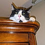 animal, black_and_white, cat, close_up, curious, cute, domestic_cat, dresser, eye_contact, feline, furniture, household, indoor, looking_up, paw, pet, pink_nose, resting, whiskers, wooden_furniture
