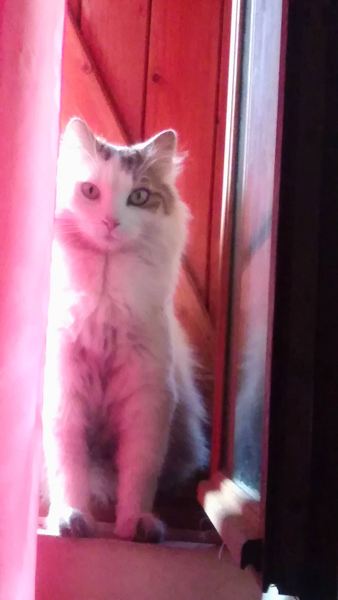 Dingo a rejoint le concours — aidez-le/la à gagner de superbes lots ! american_curl, british_longhair, british_semi_longhair, carnivore, cat, cymric, domestic_long_haired_cat, felidae, kitten, mammal, norwegian_forest_cat, ojos_azules, persian, ragdoll, small_to_medium_sized_cats, tail, turkish_angora, turkish_van, vertebrate, whiskers