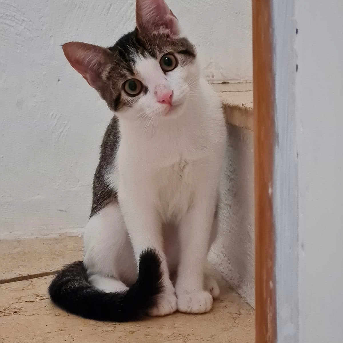 Syna a rejoint le concours — aidez-le/la à gagner de superbes lots ! abyssinian, angora, animal, cat, egyptiancat, hardwood, kitten, manx, pet, stainedwood, window, windowsill, wood