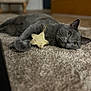 animal, carpet, cat, close_up, cozy, cute, domestic_animal, feline, gray_cat, home, indoor, lying_down, pet, relaxed, sleepy, soft_texture, star_shaped_toy, toy, whiskers, yellow_eyes