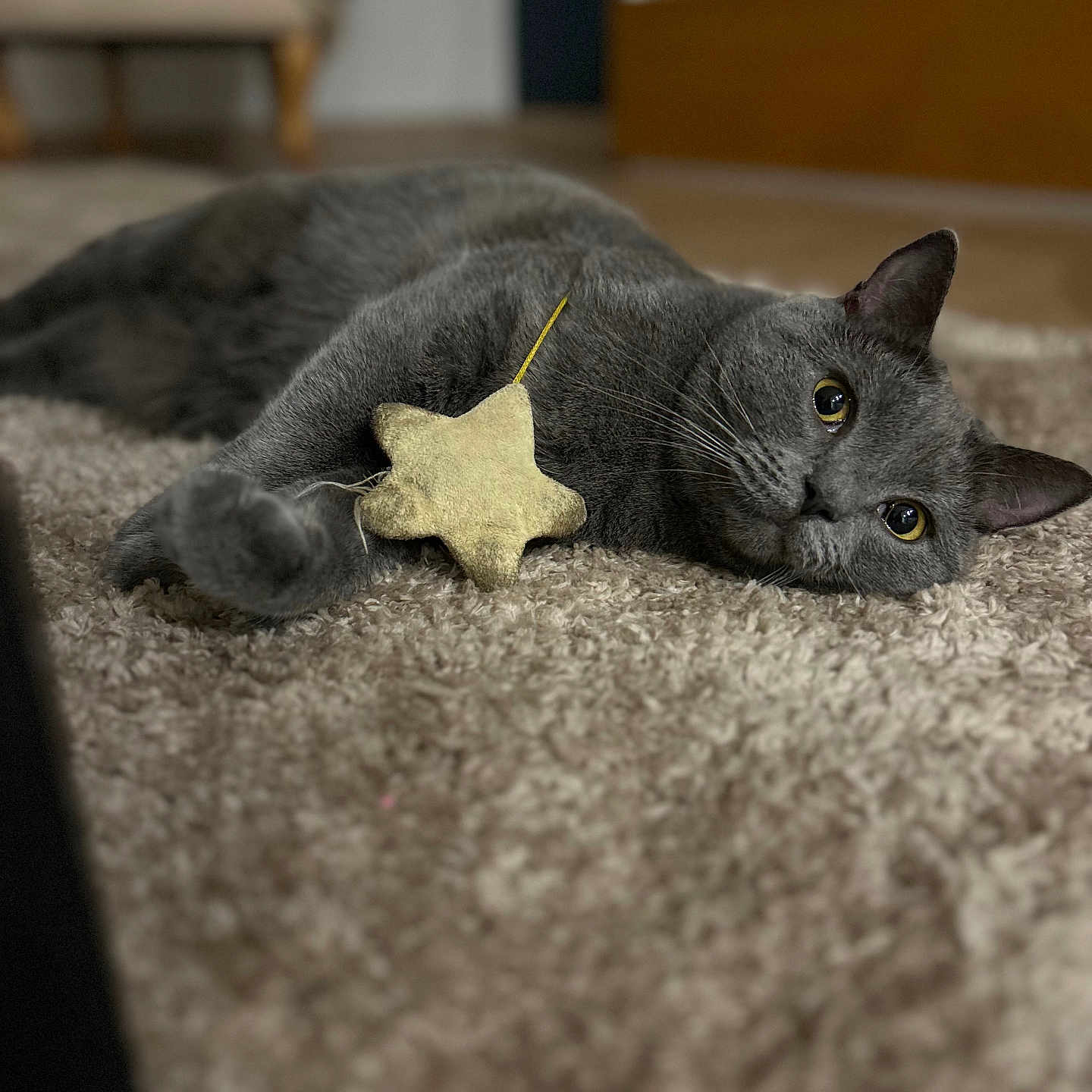 Pistou a rejoint le concours — aidez-le/la à gagner de superbes lots ! animal, carpet, cat, close_up, cozy, cute, domestic_animal, feline, gray_cat, home, indoor, lying_down, pet, relaxed, sleepy, soft_texture, star_shaped_toy, toy, whiskers, yellow_eyes