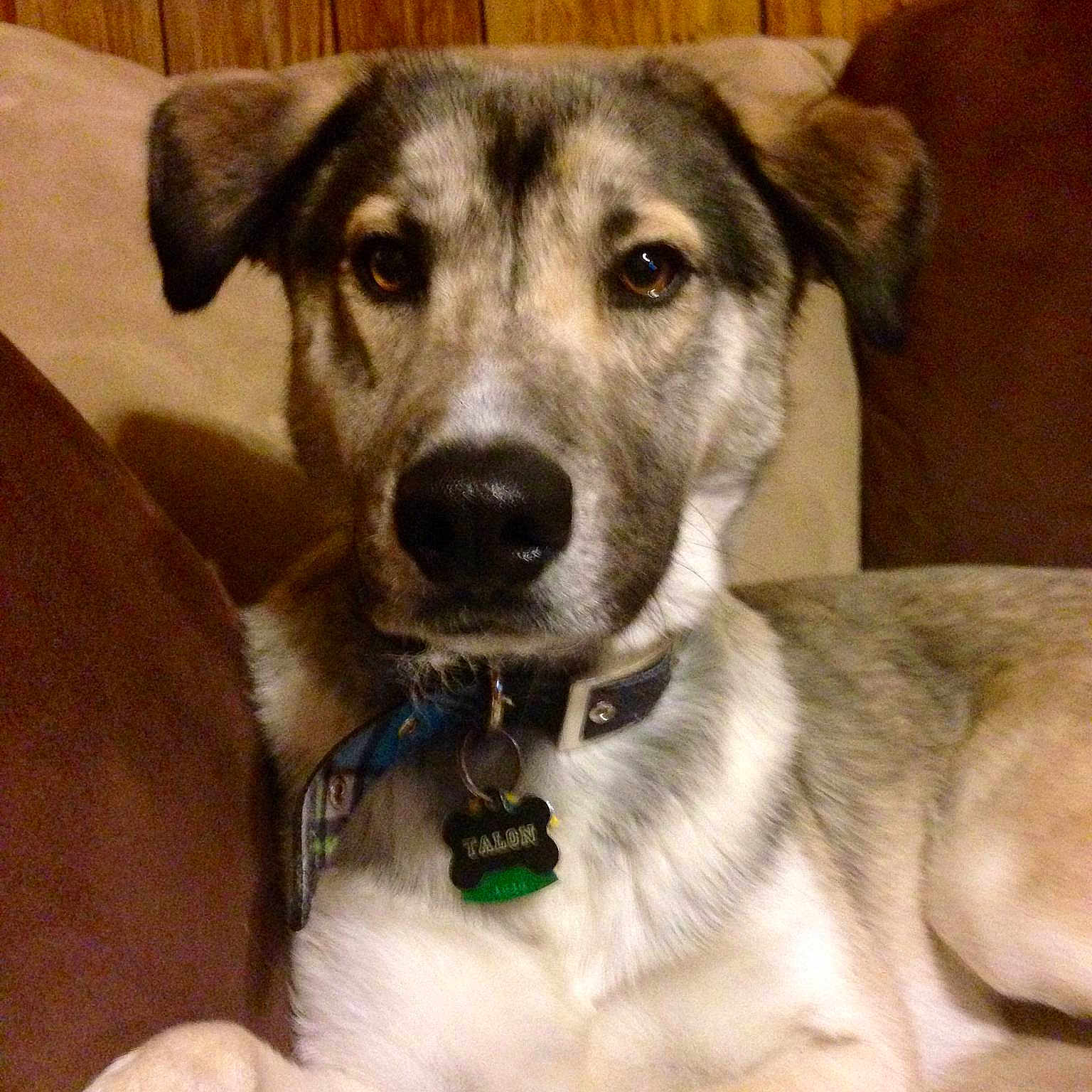 Talon is registered to the contest to win money with this photo: