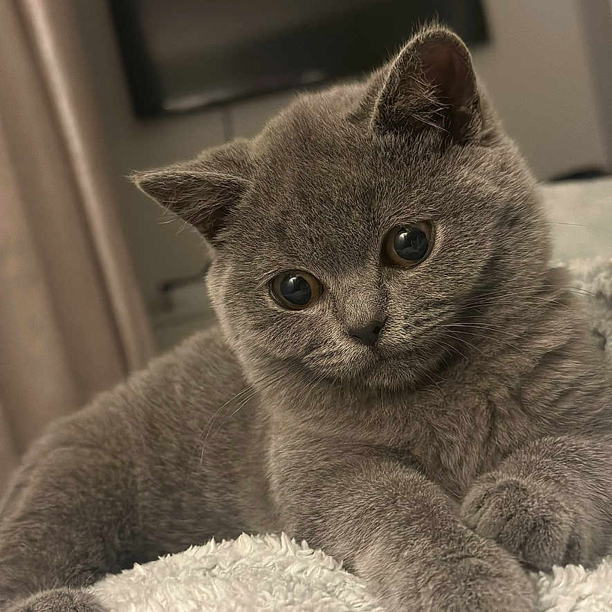 Rumple is registered to the contest to win money with this photo: abyssinian, animal, cat, computerhardware, electronics, gray, hardware, indoors, kitten, livestock, manx, monitor, pet, screen, sheep, siamese