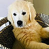 dog, puppy, golden_retriever, basket, woven_basket, indoor, pet, cute, fluffy, animal, young_dog, fur, portrait, looking, resting, cozy, soft_light, domestic, companion, adorable
