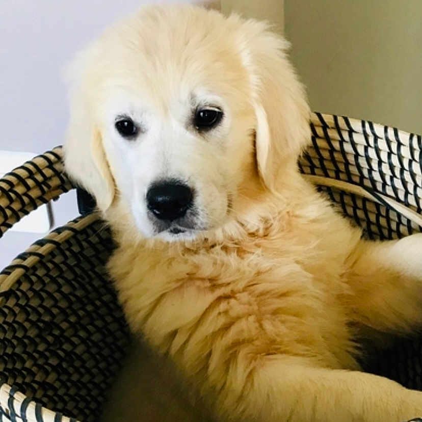 Joy a rejoint le concours — aidez-le/la à gagner de superbes lots ! dog, puppy, golden_retriever, basket, woven_basket, indoor, pet, cute, fluffy, animal, young_dog, fur, portrait, looking, resting, cozy, soft_light, domestic, companion, adorable