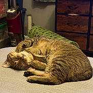 Maple is registered to the contest to win money with this photo: cat, tabby, sleeping, sleepy, relaxed, belly_up, curled_up, paws, whiskers, fur, striped, pet, animal, bed, bedroom, blanket, cozy, indoors, furniture, portrait