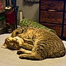 cat, tabby, sleeping, sleepy, relaxed, belly_up, curled_up, paws, whiskers, fur, striped, pet, animal, bed, bedroom, blanket, cozy, indoors, furniture, portrait