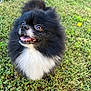 animal, black_and_white, cute, dog, eyes, fluffy, fur, grass, happy, mouth_open, nature, outdoor, pet, playful, pomeranian, small_dog, summer, tongue_out, toy, yellow_ball