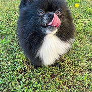 Bear joined the competition — help win amazing prizes! animal, ball, black_and_white, cute, daylight, dog, eyes, fluffy, fur, grass, happy, nature, nose, outdoor, pet, playful, pomeranian, small_dog, tongue, tongue_out