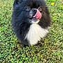 animal, ball, black_and_white, cute, daylight, dog, eyes, fluffy, fur, grass, happy, nature, nose, outdoor, pet, playful, pomeranian, small_dog, tongue, tongue_out